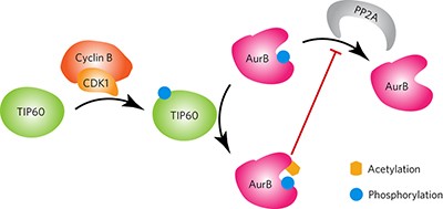 Acetylation of Aurora B by TIP60 ensures accurate chromosomal segregation