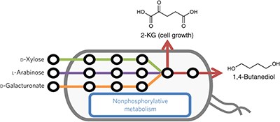 Engineering nonphosphorylative metabolism to generate lignocellulose-derived products