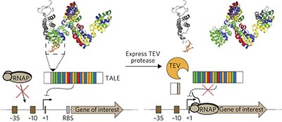 A transcription activator–like effector (TALE) induction system mediated by proteolysis