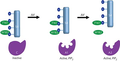 Allosteric substrate switching in a voltage-sensing lipid phosphatase