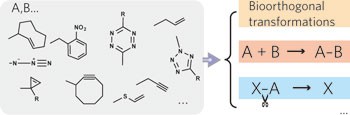 Development and application of bond cleavage reactions in bioorthogonal chemistry