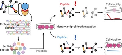 Pooled screening for antiproliferative inhibitors of protein-protein interactions