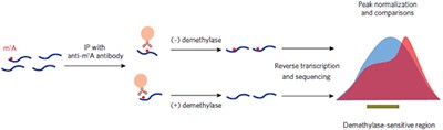 Transcriptome-wide mapping reveals reversible and dynamic <i>N</i><sup>1</sup>-methyladenosine methylome