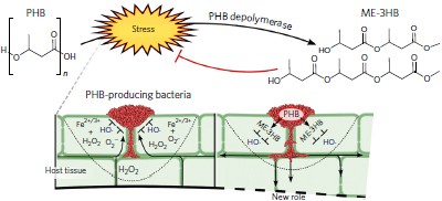 Methyl-esterified 3-hydroxybutyrate oligomers protect bacteria from hydroxyl radicals