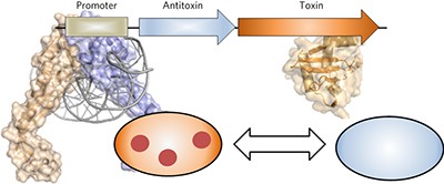 Toxin-antitoxin systems in bacterial growth arrest and persistence