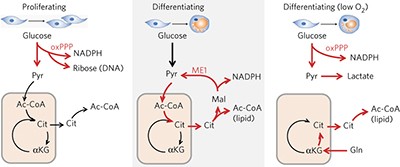 Malic enzyme tracers reveal hypoxia-induced switch in adipocyte NADPH pathway usage