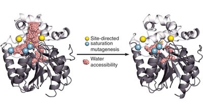 Redesigning dehalogenase access tunnels as a strategy for degrading an anthropogenic substrate