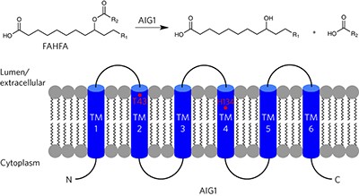 AIG1 and ADTRP are atypical integral membrane hydrolases that degrade bioactive FAHFAs