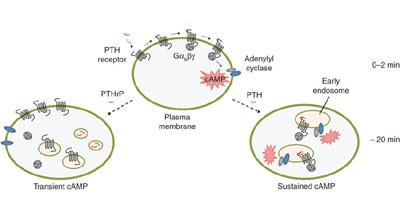 Sustained cyclic AMP production by parathyroid hormone receptor endocytosis