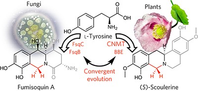 Plant-like biosynthesis of isoquinoline alkaloids in <i>Aspergillus fumigatus</i>