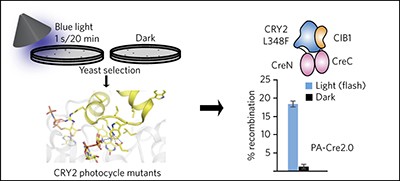 Optimized second-generation CRY2–CIB dimerizers and photoactivatable Cre recombinase