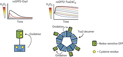 Real-time monitoring of basal H<sub>2</sub>O<sub>2</sub> levels with peroxiredoxin-based probes