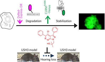 A small molecule mitigates hearing loss in a mouse model of Usher syndrome III