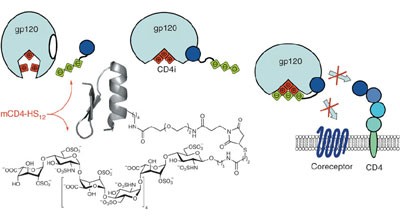 A synthetic CD4–heparan sulfate glycoconjugate inhibits CCR5 and CXCR4 HIV-1 attachment and entry