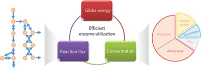 Metabolite concentrations, fluxes and free energies imply efficient enzyme usage
