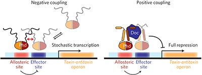 An intrinsically disordered entropic switch determines allostery in Phd–Doc regulation