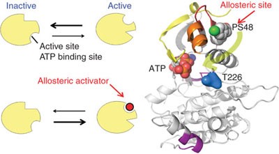 Structure and allosteric effects of low-molecular-weight activators on the protein kinase PDK1