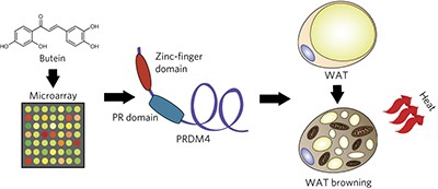 Prdm4 induction by the small molecule butein promotes white adipose tissue browning