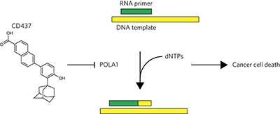 The antitumor toxin CD437 is a direct inhibitor of DNA polymerase α