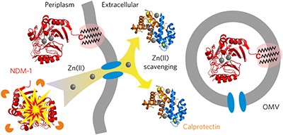Membrane anchoring stabilizes and favors secretion of New Delhi metallo-β-lactamase