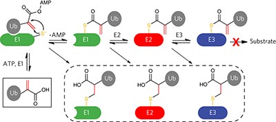 A cascading activity-based probe sequentially targets E1–E2–E3 ubiquitin enzymes