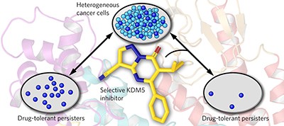 An inhibitor of KDM5 demethylases reduces survival of drug-tolerant cancer cells