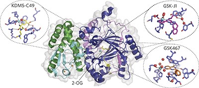 Structural analysis of human KDM5B guides histone demethylase inhibitor development