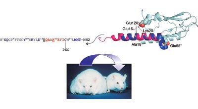 A new glucagon and GLP-1 co-agonist eliminates obesity in rodents