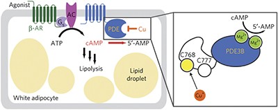 Copper regulates cyclic-AMP-dependent lipolysis