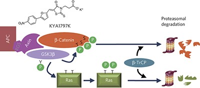 Small-molecule binding of the axin RGS domain promotes β-catenin and Ras degradation