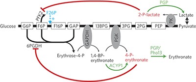 A conserved phosphatase destroys toxic glycolytic side products in mammals and yeast