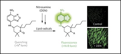 Fluorescence probes to detect lipid-derived radicals