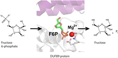 A family of metal-dependent phosphatases implicated in metabolite damage-control
