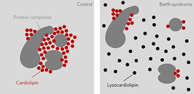 Loss of protein association causes cardiolipin degradation in Barth syndrome