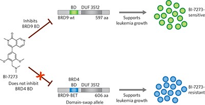 Sensitivity and engineered resistance of myeloid leukemia cells to BRD9 inhibition