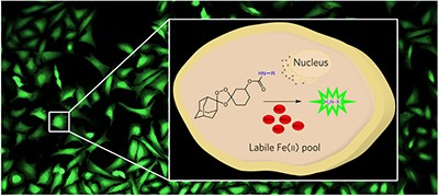 A reactivity-based probe of the intracellular labile ferrous iron pool
