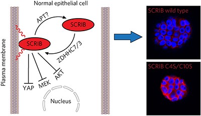 ZDHHC7-mediated S-palmitoylation of Scribble regulates cell polarity