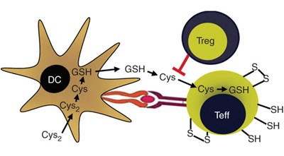 Extracellular redox modulation by regulatory T cells