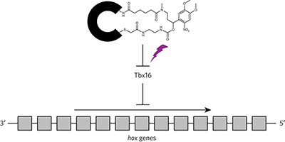 Tbx16 regulates <i>hox</i> gene activation in mesodermal progenitor cells