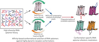 Conformationally selective RNA aptamers allosterically modulate the β<sub>2</sub>-adrenoceptor