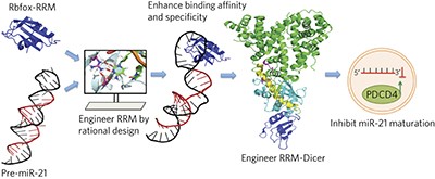 Targeted inhibition of oncogenic miR-21 maturation with designed RNA-binding proteins