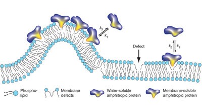 How curved membranes recruit amphipathic helices and protein anchoring motifs