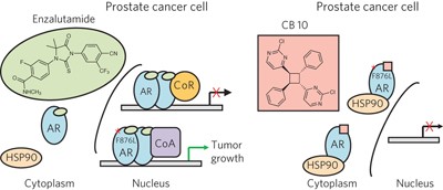 Inhibiting androgen receptor nuclear entry in castration-resistant prostate cancer