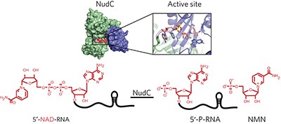 Structure and function of the bacterial decapping enzyme NudC