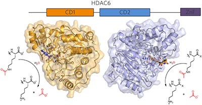 Histone deacetylase 6 structure and molecular basis of catalysis and inhibition