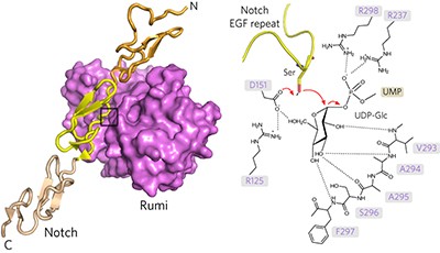 Structural analysis of Notch-regulating Rumi reveals basis for pathogenic mutations