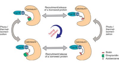 Augmented photoswitching modulates immune signaling