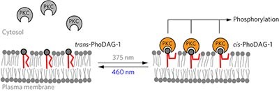 Photoswitchable diacylglycerols enable optical control of protein kinase C