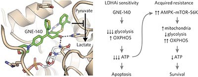 Metabolic plasticity underpins innate and acquired resistance to LDHA inhibition