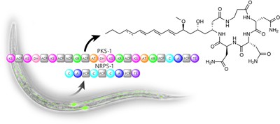 A hybrid polyketide–nonribosomal peptide in nematodes that promotes larval survival